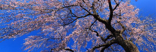Drzewo, Wiosna, Niebo, Kwitnące