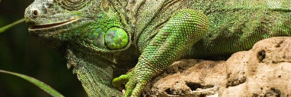Iguana, Zielona