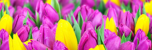 Tulipany, Fioletowe, Żółte