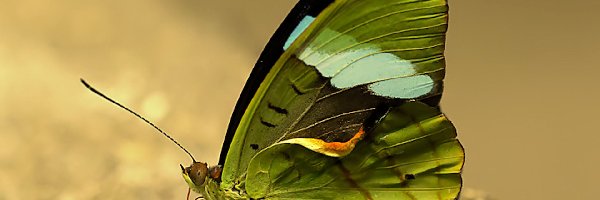 Motyl, Zielony