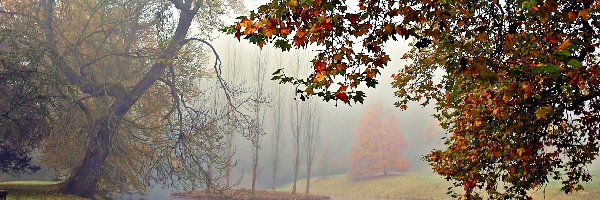Jesień, Rzeka, Park, Mgła, Kaczki