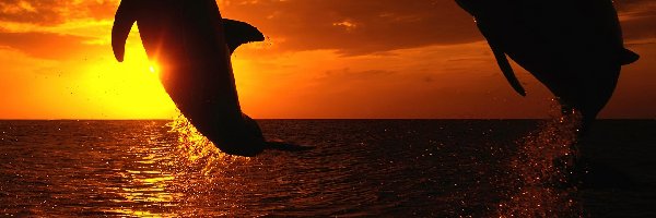 Delfiny, Zachód słońca