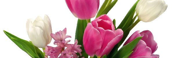 Hiacynt, Tulipany, Kolorowe