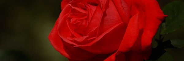 Róża, Czerwona, Kwiat
