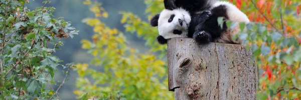 Las, Panda, Pień, Niedźwiadek, Mały, Odpoczynek, Drzewa