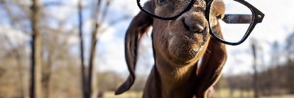Okulary, Koza