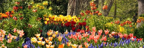 Tulipany, Kwiaty, Park