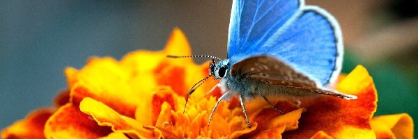 Niebieski, Modraszek ikar, Motyl, Cynia, Kwiat