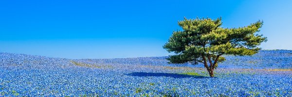 Niebieskie, Drzewo, Kwiaty, Łąka
