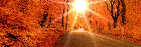 Jesień, Słońca, Promienie, Droga
