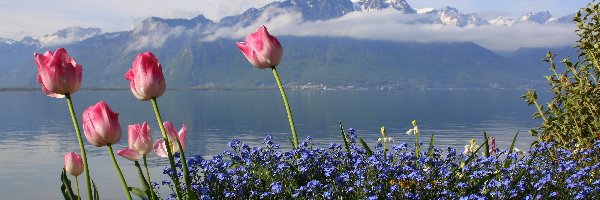 Góry, Tulipany, Jezioro, Kwiaty, Niebieskie