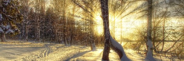 Las, Słońca, Wschód, Zima