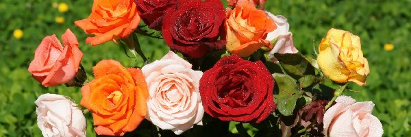 Róże, Kolorowe