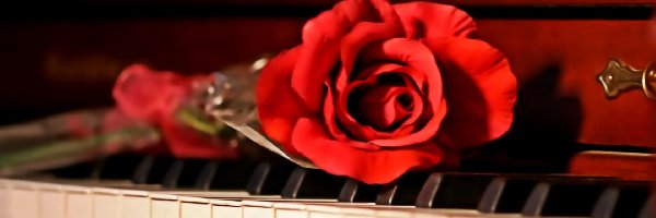 Pianino, Róża, Czerwona