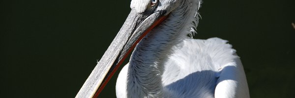 Pelikan, Biały