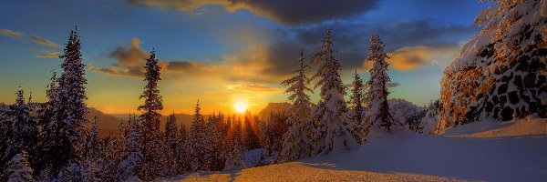 Zachód, Śnieg, Słońca, Świerki, Drzewa