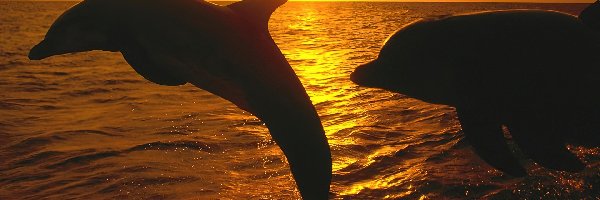 Morze, Zachód słońca, Delfiny