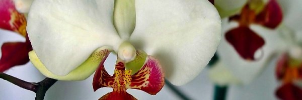 Orchidea, Czerwona, Biało