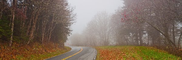 Las, Jesień, Mgła, Szosa