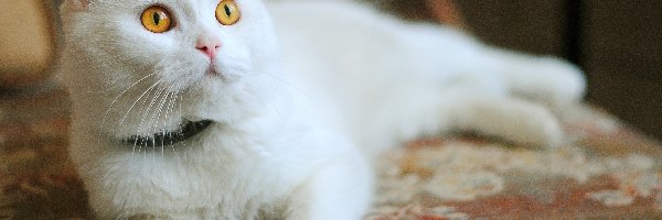Kot, Leżący, Biały