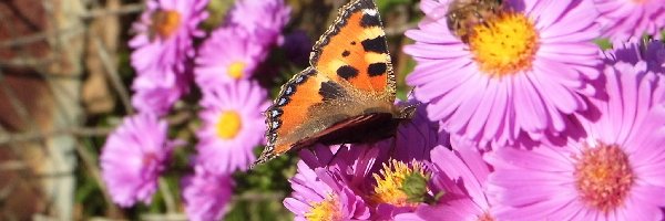 Motyl, Pokrzywnik, Rusałka, Pszczoła, Kwiaty