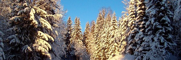 Zima, Las, Ośnieżone Drzewa, Śnieg, Droga
