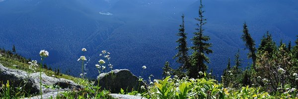 Roślinność, Kanada, Góry, Skały