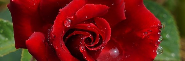 Krople, Róża, Czerwona