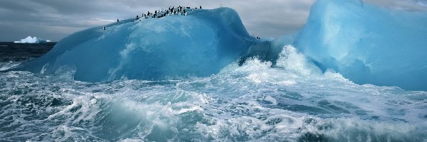 Góra lodowa, Pingwiny
