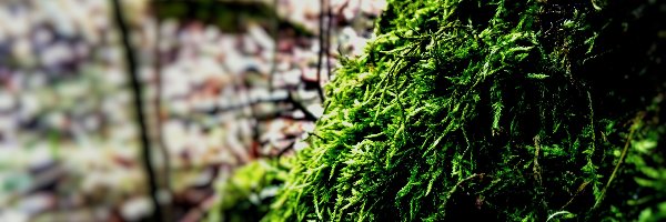 Mchem, Porośnięte, Drzewo