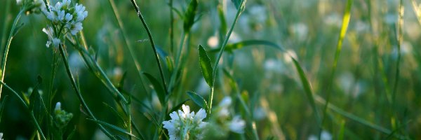 Kwiaty, Małe, Białe, Łąka, Zieleń, Rośliny