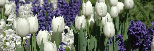 Tulipany, Hiacynty, Fioletowe, Białe