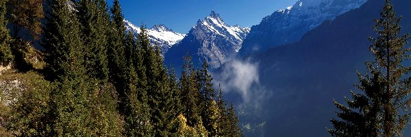 Las, Szwajcaria, Szałas, Góry