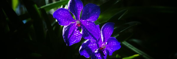 Orchidea, Niebieska