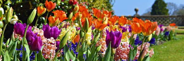 Tulipany, Kwiaty, Hiacynty, Wiosna, Ogród