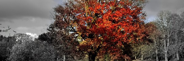 Kolorowe, Jesień, Drzewo, Parki