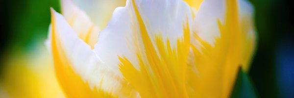Tulipan, Biały, Żółto