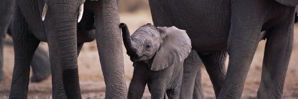 Słoniątko, Małe
