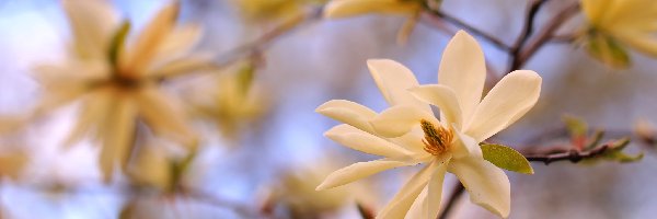 Białe, Krzew, Kwiaty, Magnolia