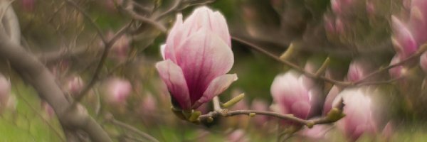 Gałązki, Kwiat, Magnolia