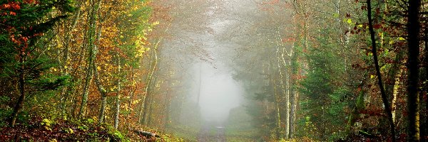 Droga, Mgła, Las, Jesień