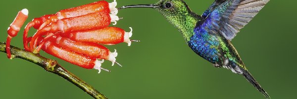 Ekwador, Kwiat, Koliber
