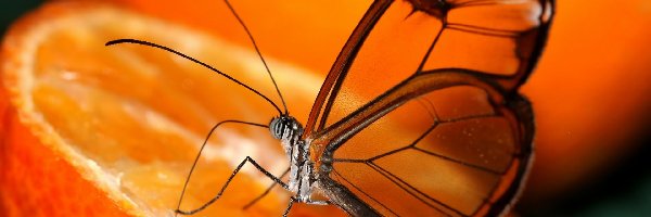 Motyl, Pomarańcza