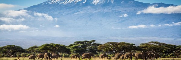 Kilimandżaro, Afryka, Tanzania, Słonie, Góry