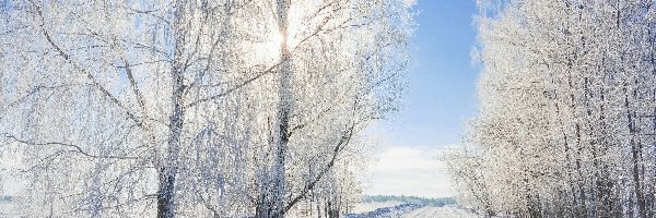 Zima, Droga, Drzewa, Światło, Przebijające