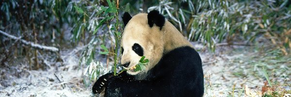 Pożywienie, Panda