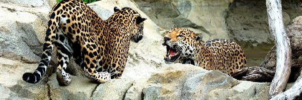 Skały, Jaguary