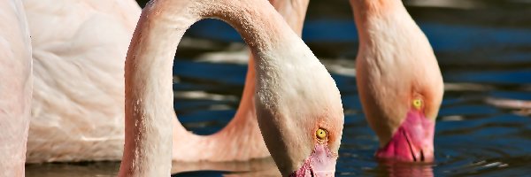 Woda, Głowy, Flamingi