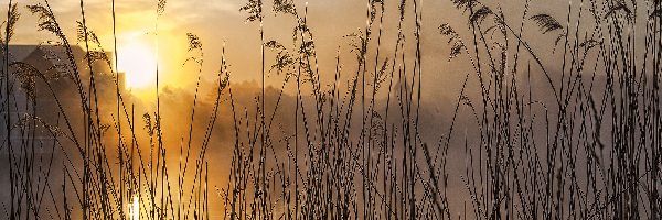 Jezioro, Wschód, Mgła, Trzciny, Słońca