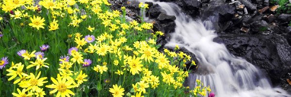 Kwiatki, Żółte, Potok